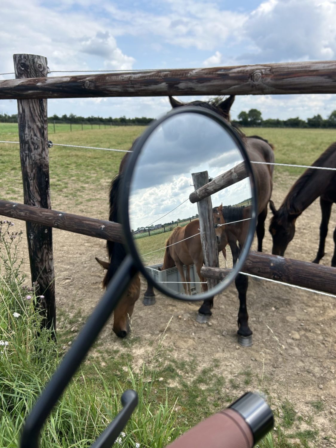 Natuur in de Maasvallei